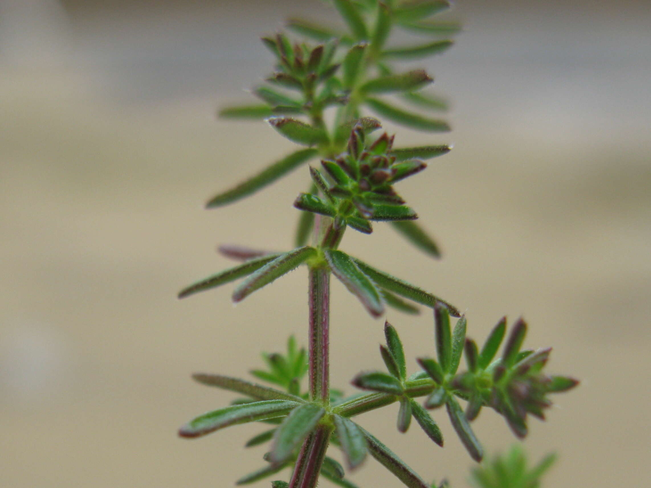 Image of Asperula conferta Hook. fil.