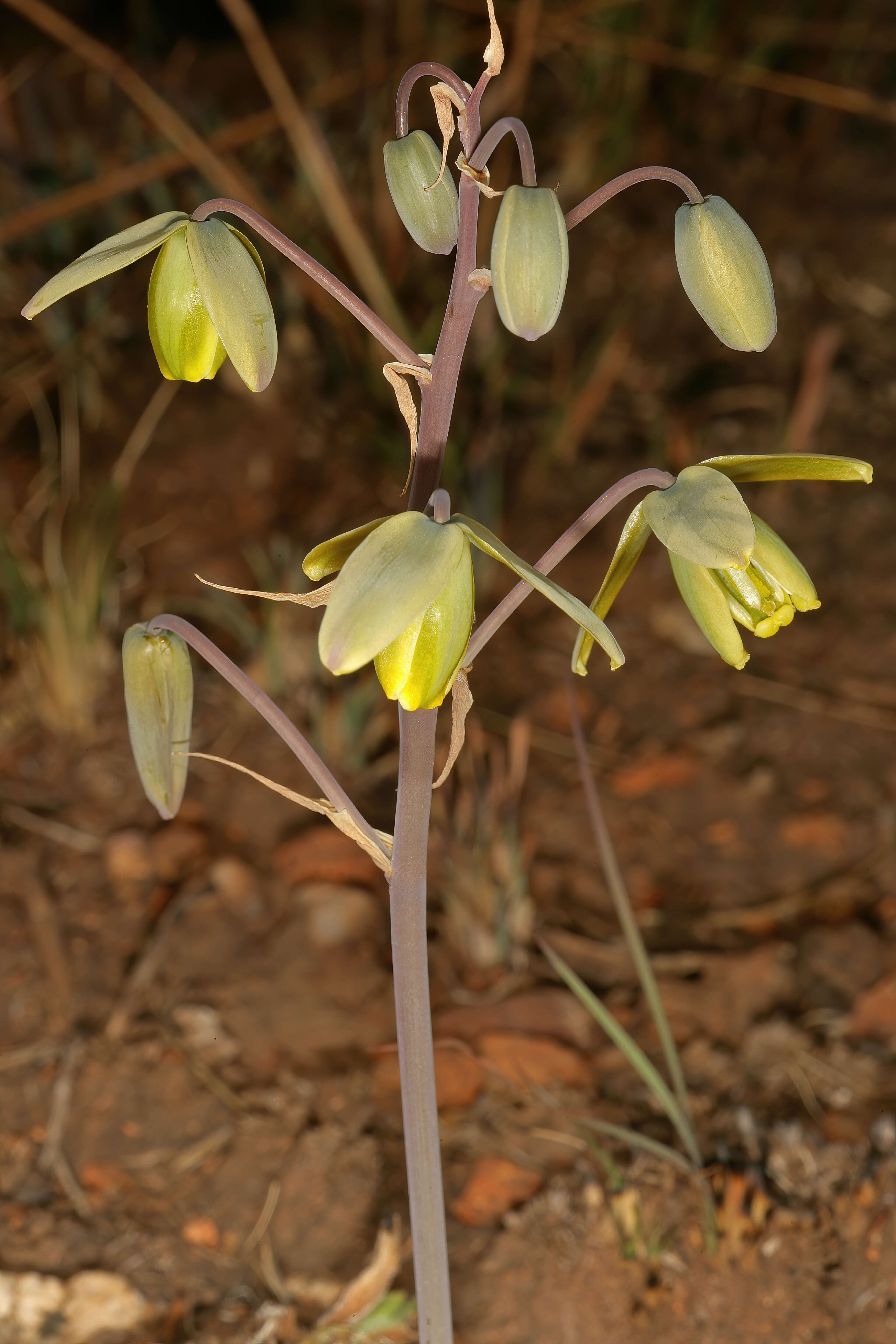 Image of Albuca juncifolia Baker