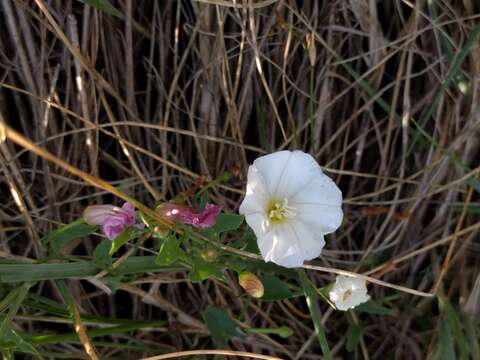 Image of Field Bindweed