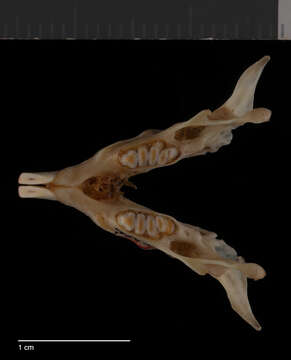 Image of Nelson's Kangaroo Rat