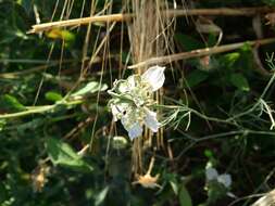 Nigella arvensis L. resmi