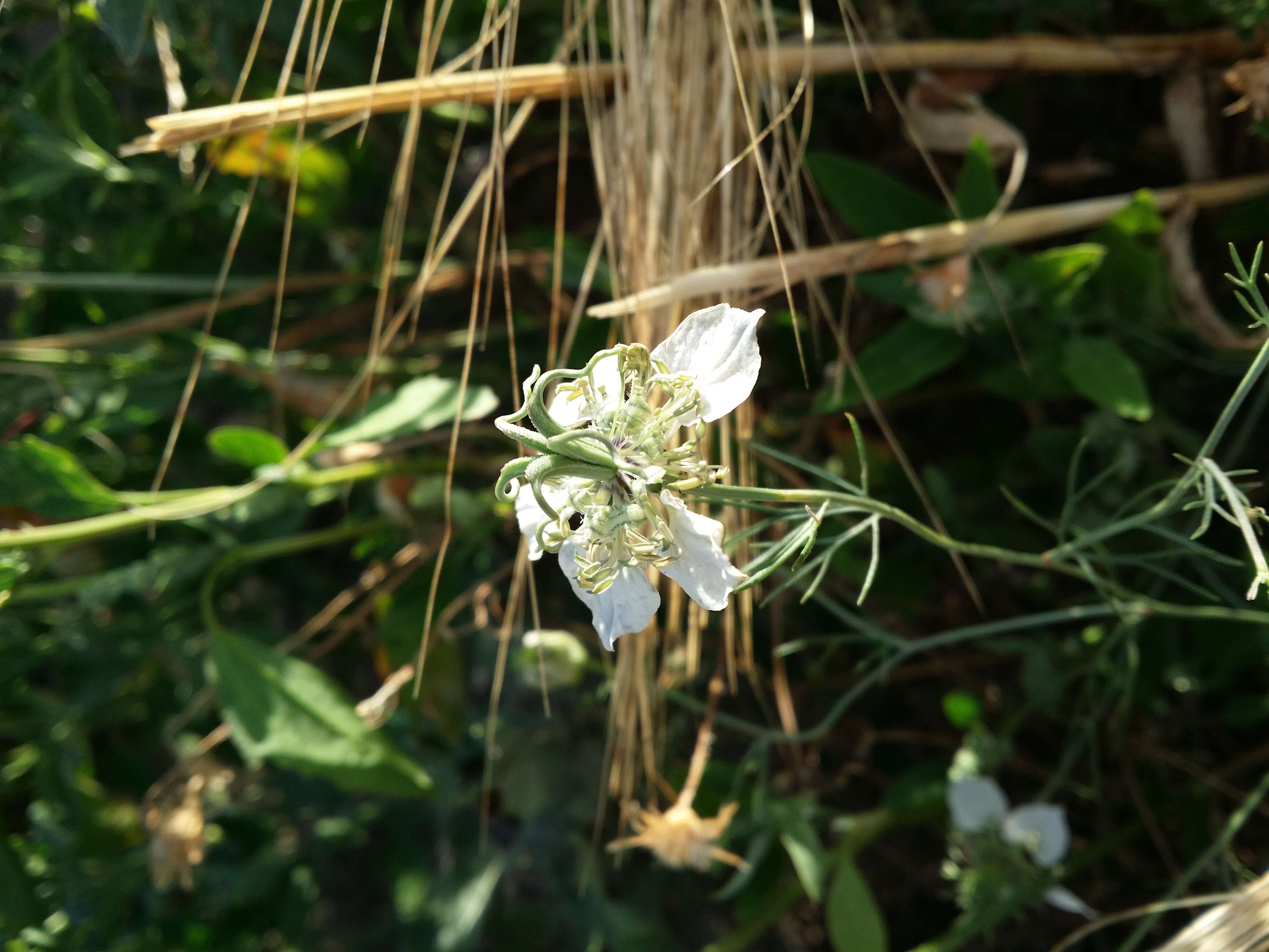 Nigella arvensis L. resmi