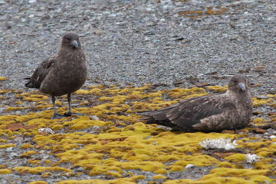 Image of Brown Skua