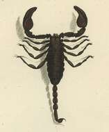 Image of Euscorpius italicus (Herbst 1800)