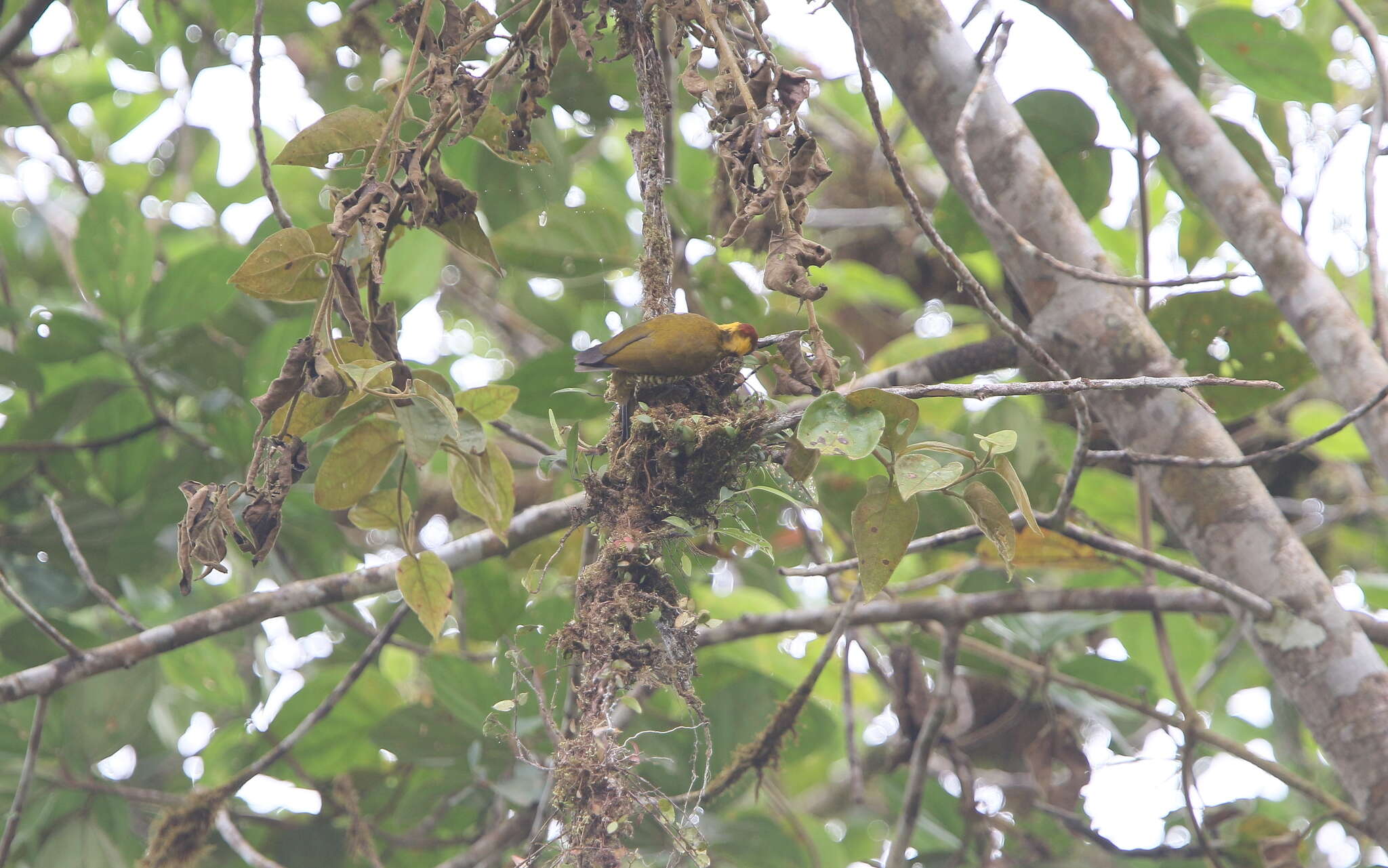 Image of Lita Woodpecker