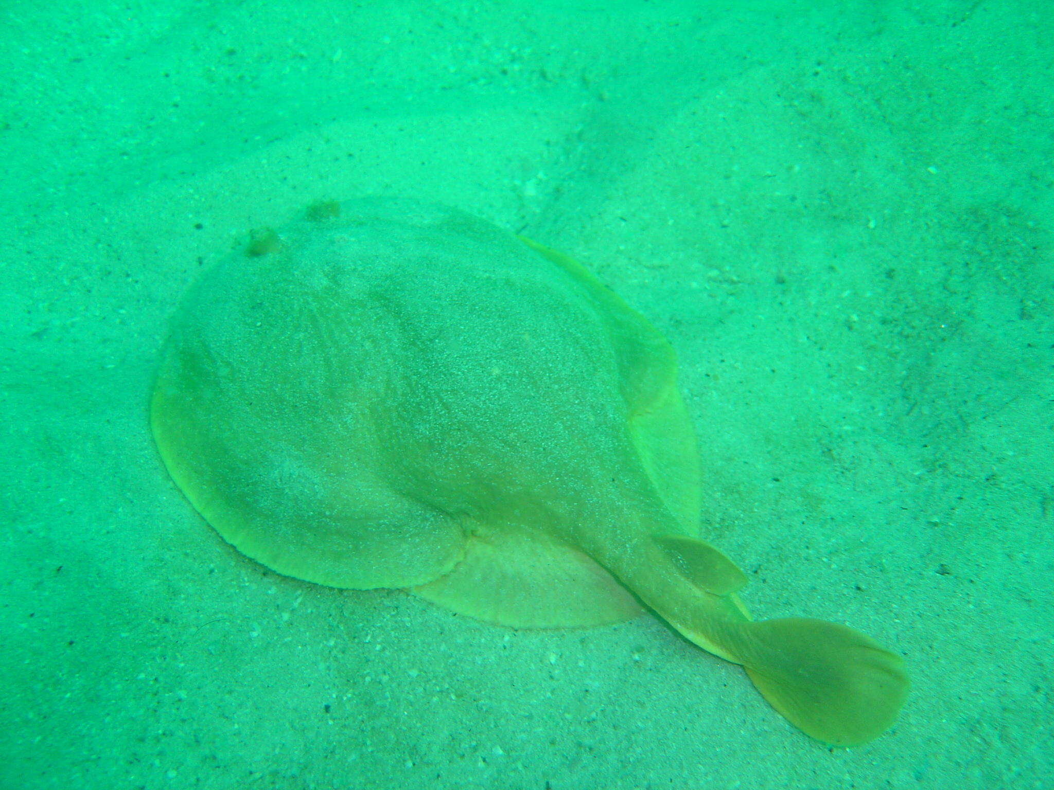 Image of Cape Numbfish