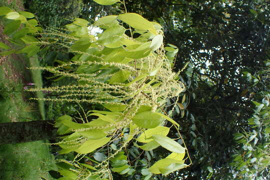 Image of Castanopsis eyrei (Champ. ex Benth.) Hutch.
