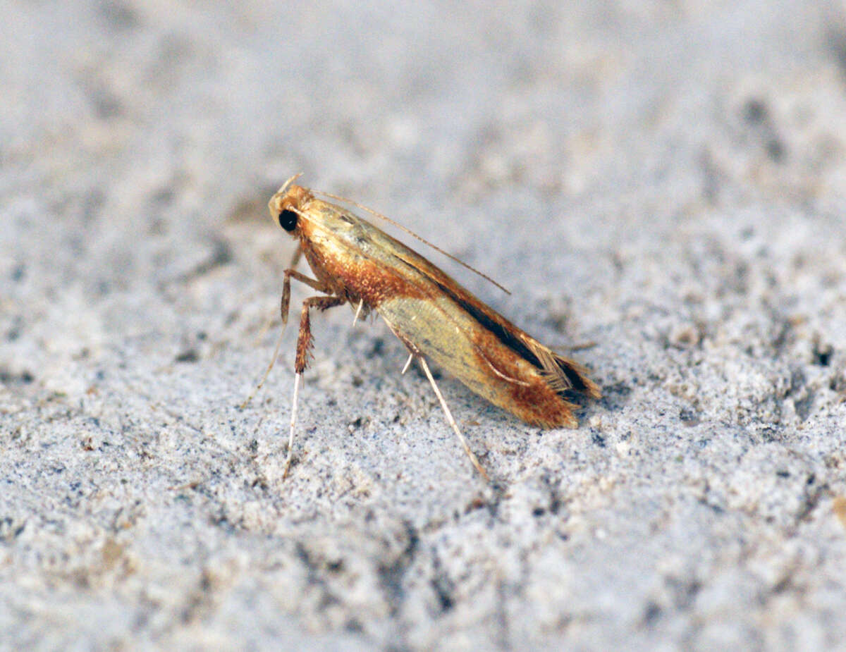 صورة Caloptilia alchimiella (Scopoli 1763)