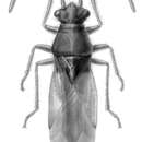 Слика од Cymoninus notabilis (Distant & W. L. 1882)