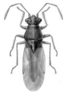 Image of Cymoninus notabilis (Distant & W. L. 1882)