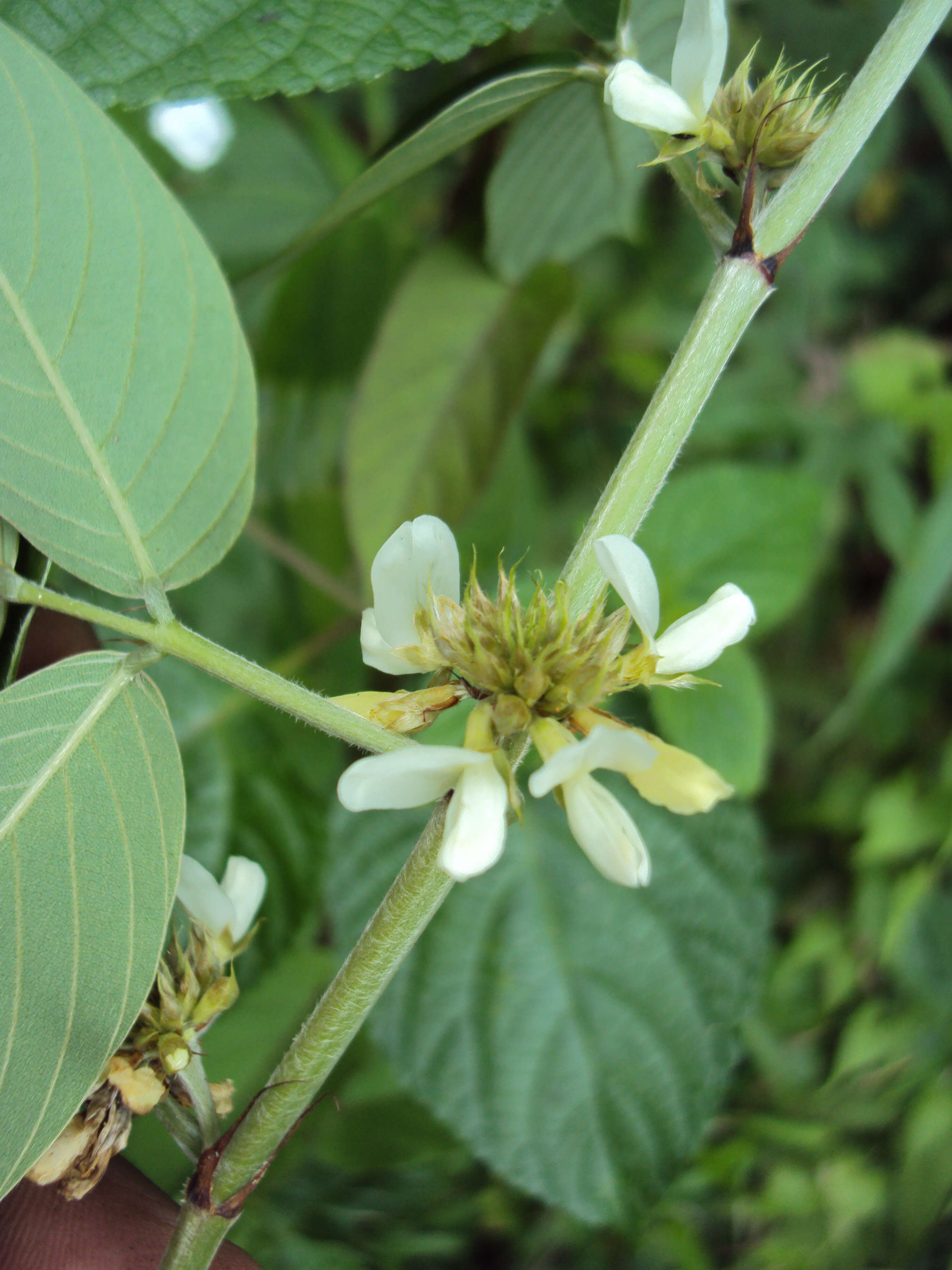 Image of Dendrolobium triangulare (Retz.) Schindl.