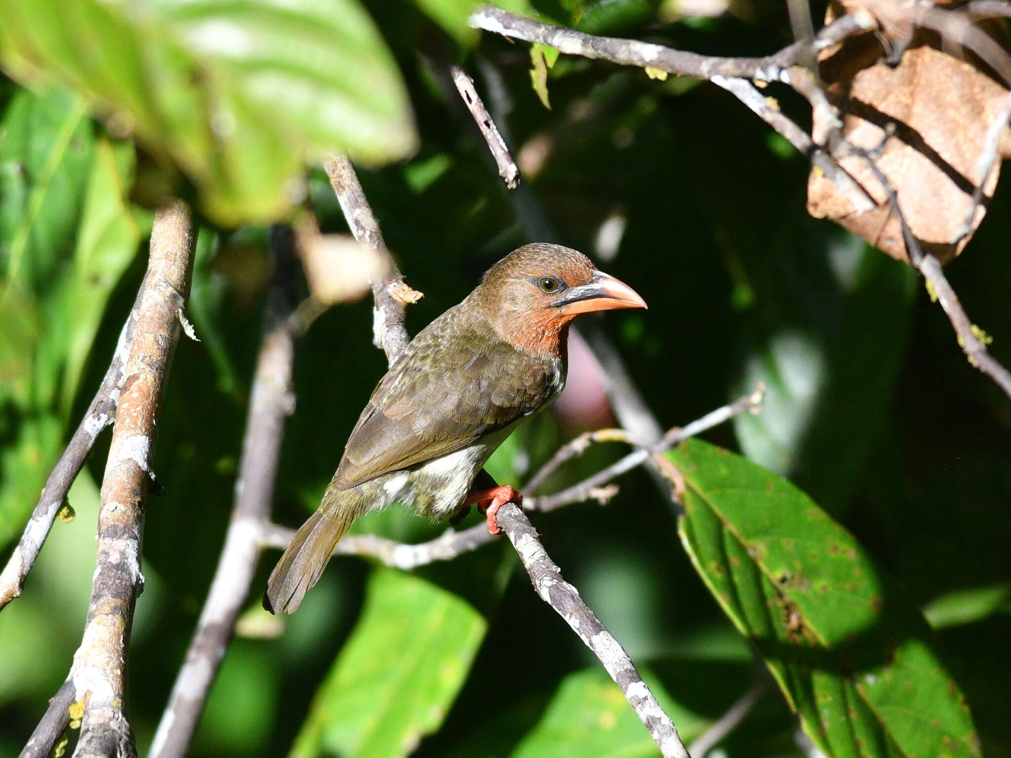 Image of Bornean Brown Barbet