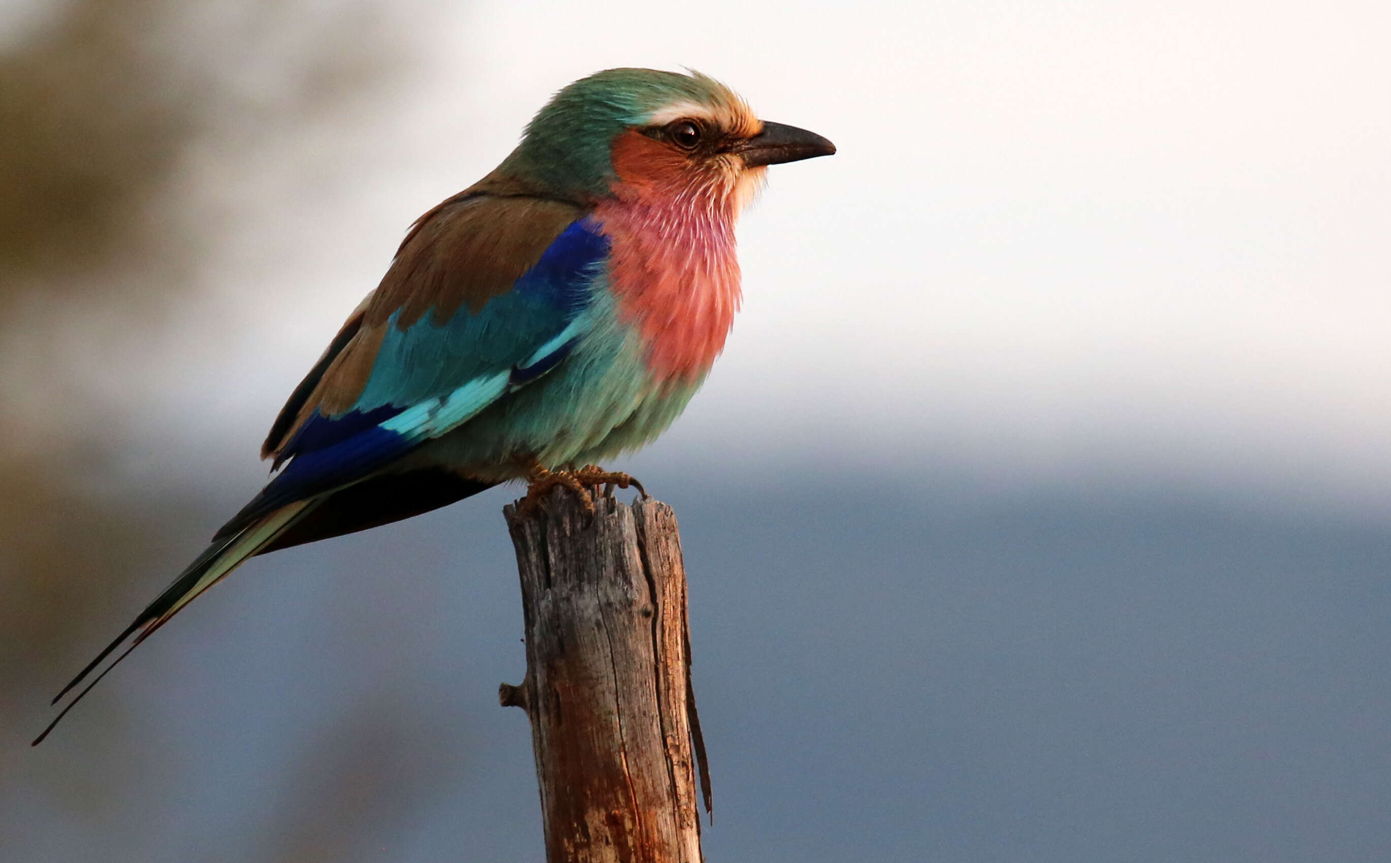 Image of Lilac-breasted Roller