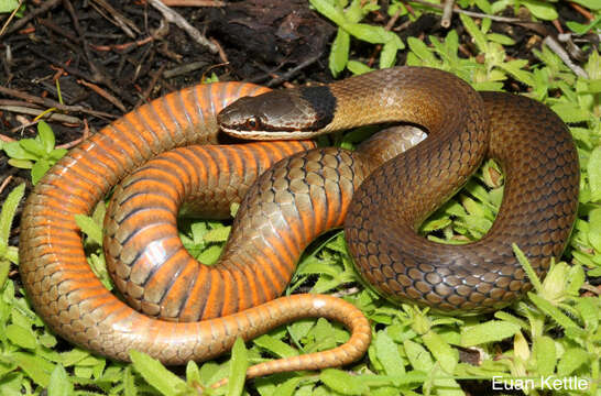 Image of Crowned Snake