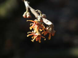 Image of Ozark Witch-Hazel