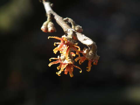 Imagem de Hamamelis vernalis Sarg.