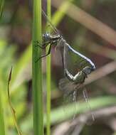 Image of Dark-shouldered Skimmer