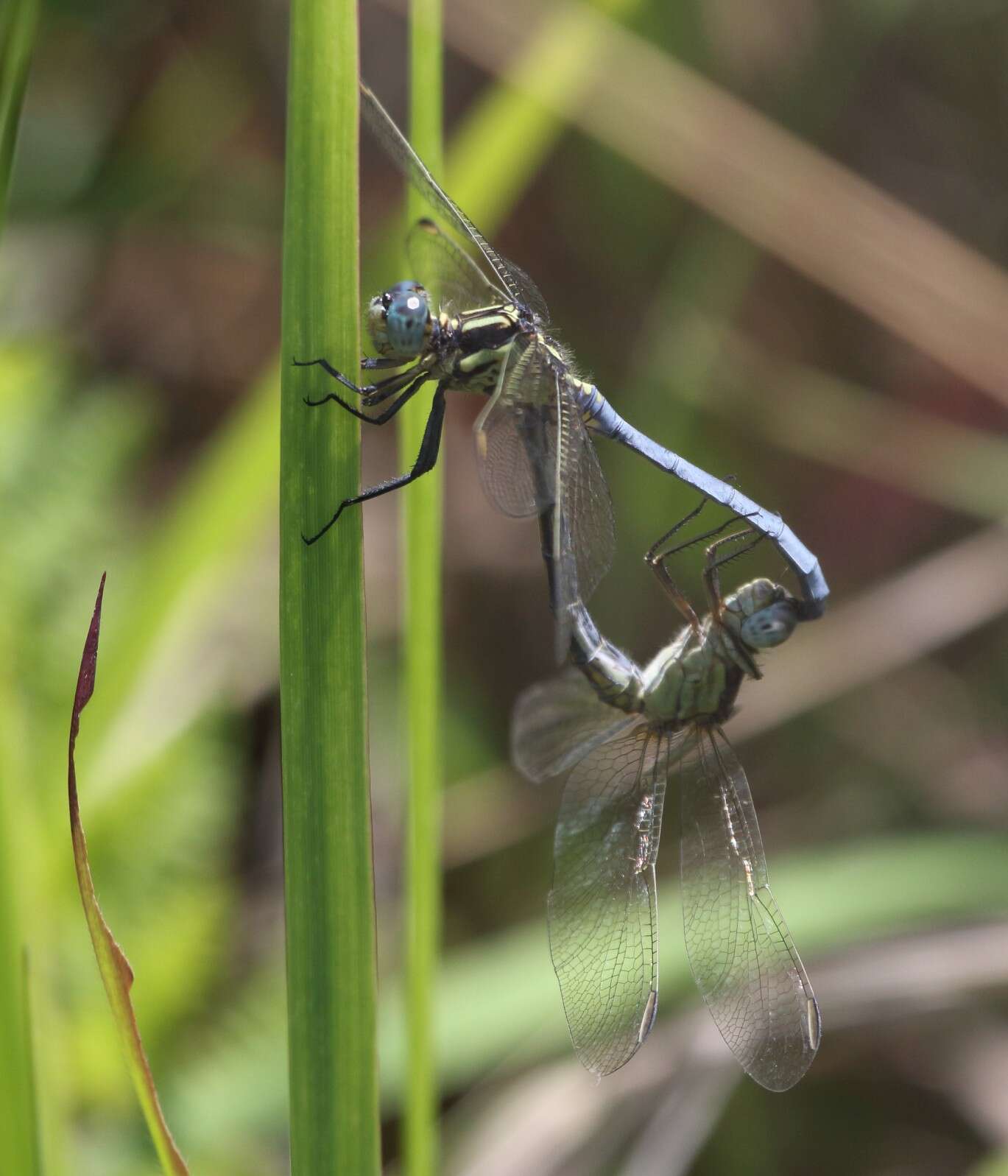 Image of Dark-shouldered Skimmer