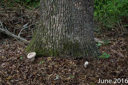 Image of Laetiporus persicinus (Berk. & M. A. Curtis) Gilb. 1981