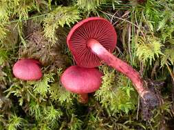 Image of Cortinarius sanguineus