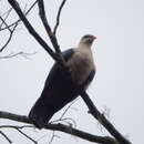 Image of Buru Mountain Pigeon