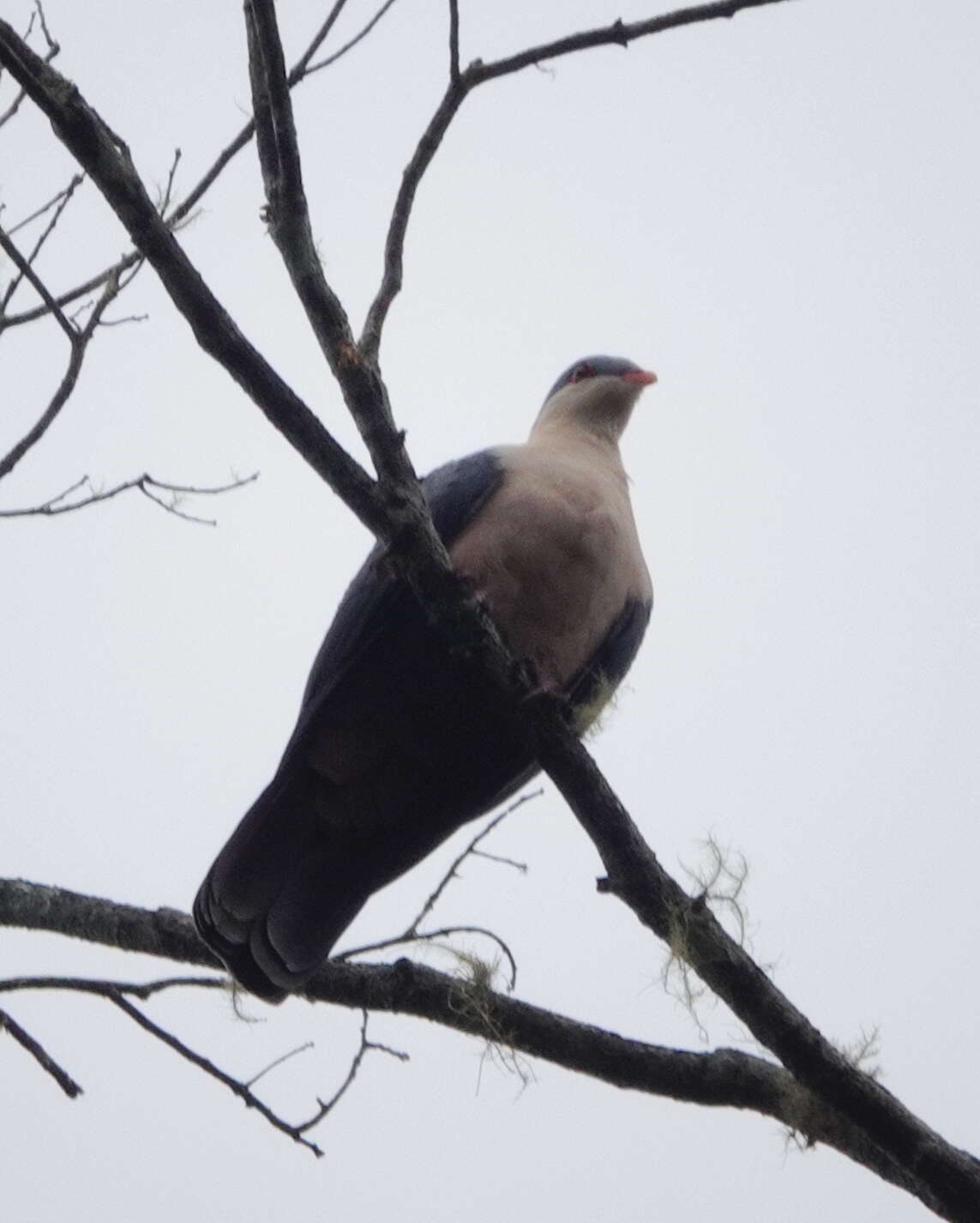 Image of Buru Mountain Pigeon