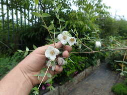 Image of Philadelphus mexicanus Schltdl.