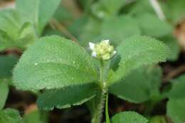 Image of Health Speedwell