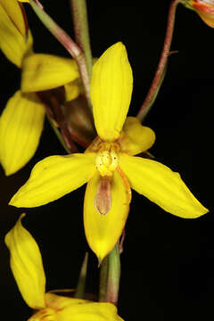 Image of Cyanella lutea L. fil.