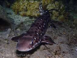 Image of Spotted-belly catshark