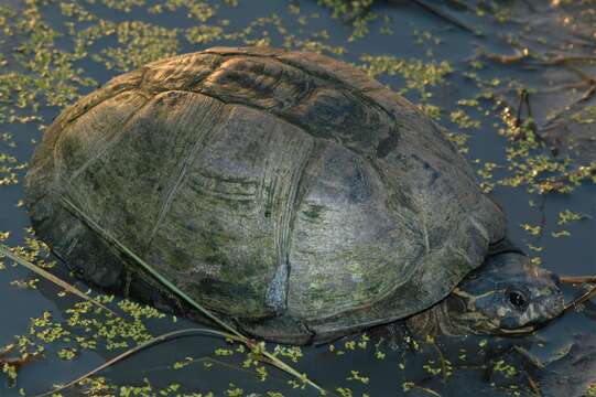 Image of Okavango Mud Turtle