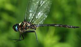 Image of Williamson's Emerald