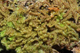 Image of Harpanthus scutatus (F. Weber & D. Mohr) Spruce