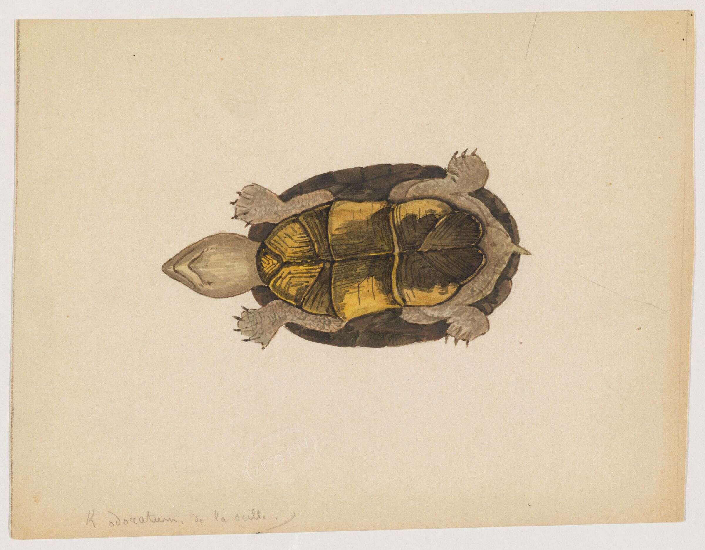 Image of mud turtle