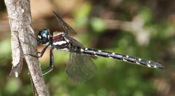 Image of Eusynthemis guttata (Selys 1871)