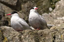 Image of Antarctic Tern