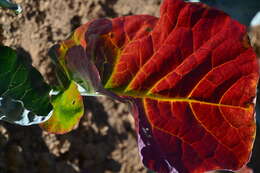 Image of sprouting broccoli