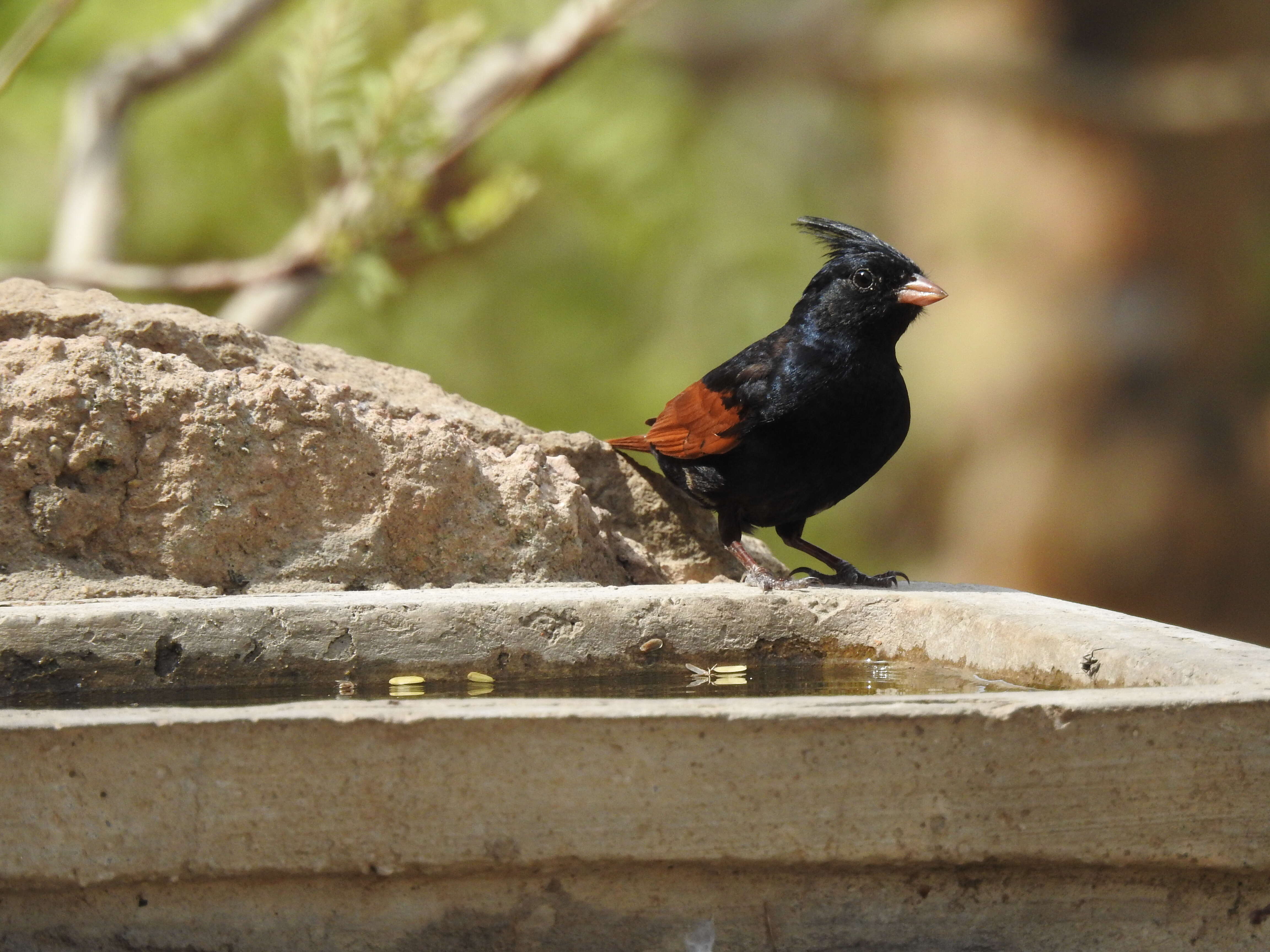 Plancia ëd Emberiza lathami Gray & JE 1831