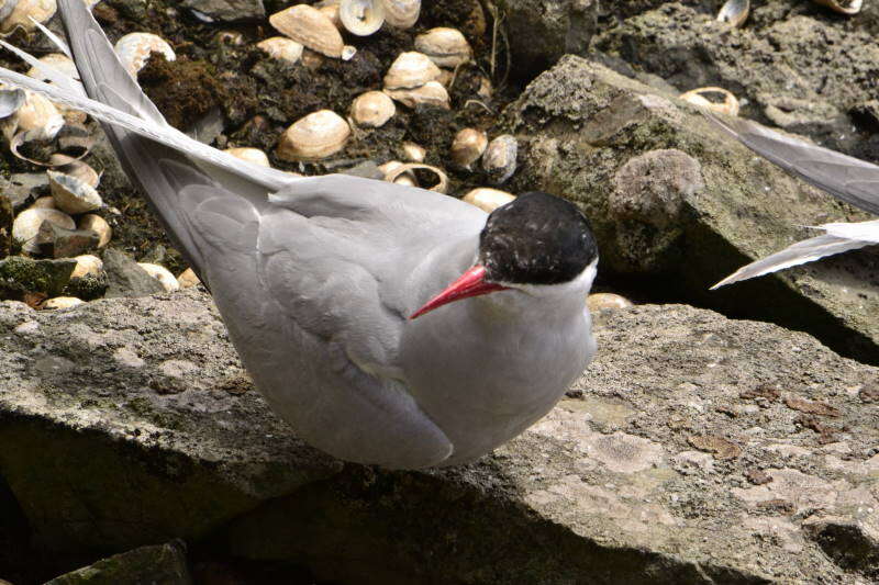 Image of Antarctic Tern