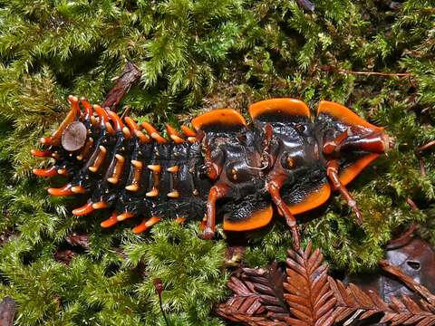 Image of Duliticola paradoxa