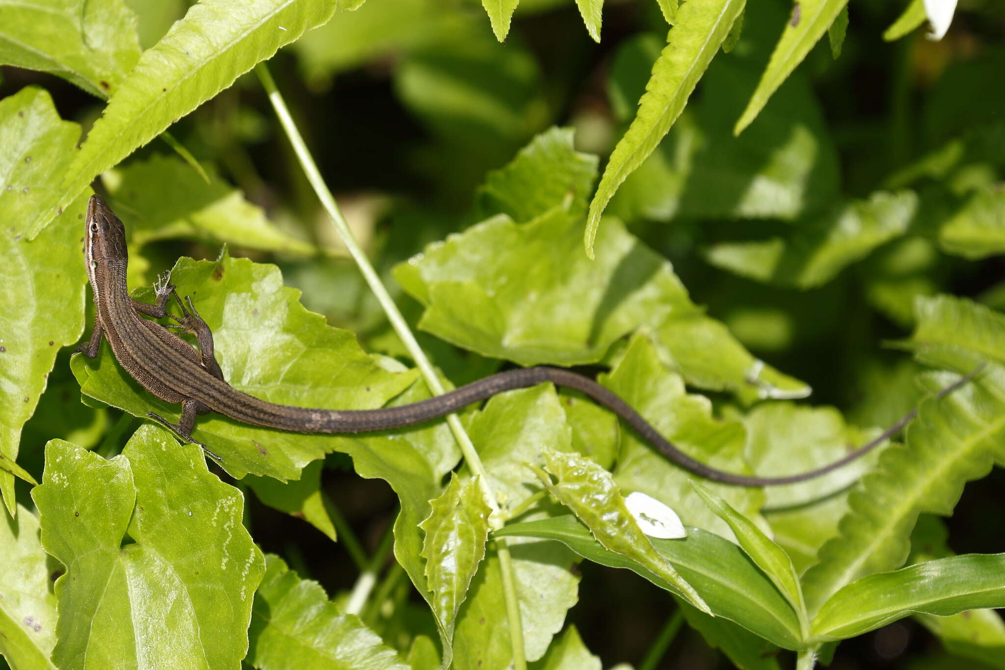 Image of Takydromus luyeanus Lue & Lin 2008