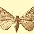 Image of Eupithecia rudniki Vojnits 1973