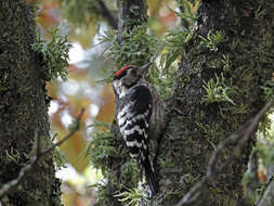 Image of Lesser Spotted Woodpecker