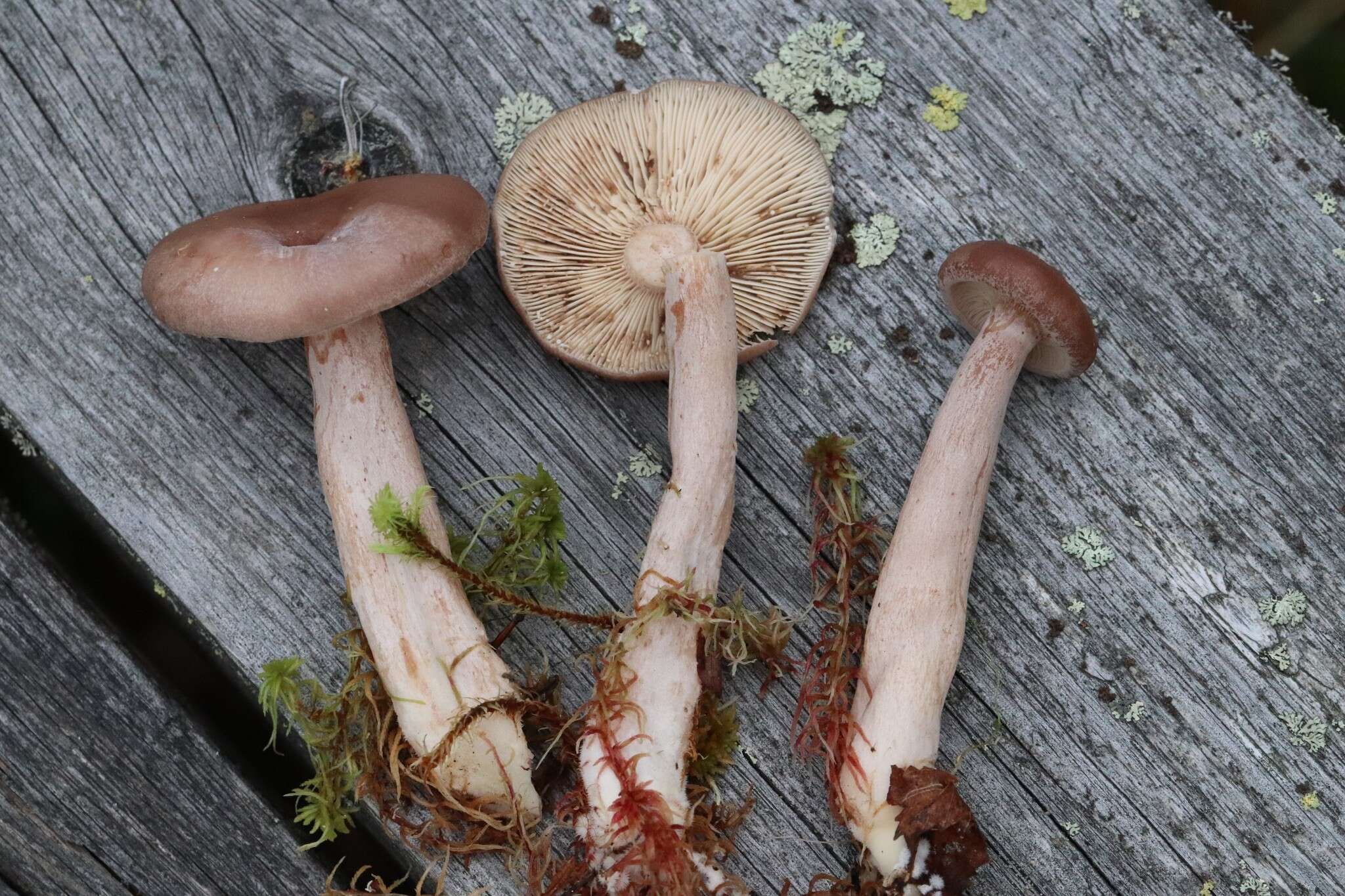 Image of Grey milkcap