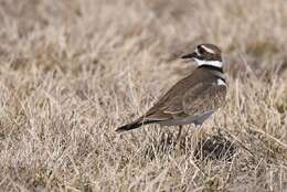 Image of Killdeer