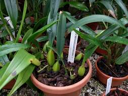 Image of Bulbophyllum macrocoleum Seidenf.