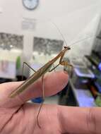 Image of Chinese mantis