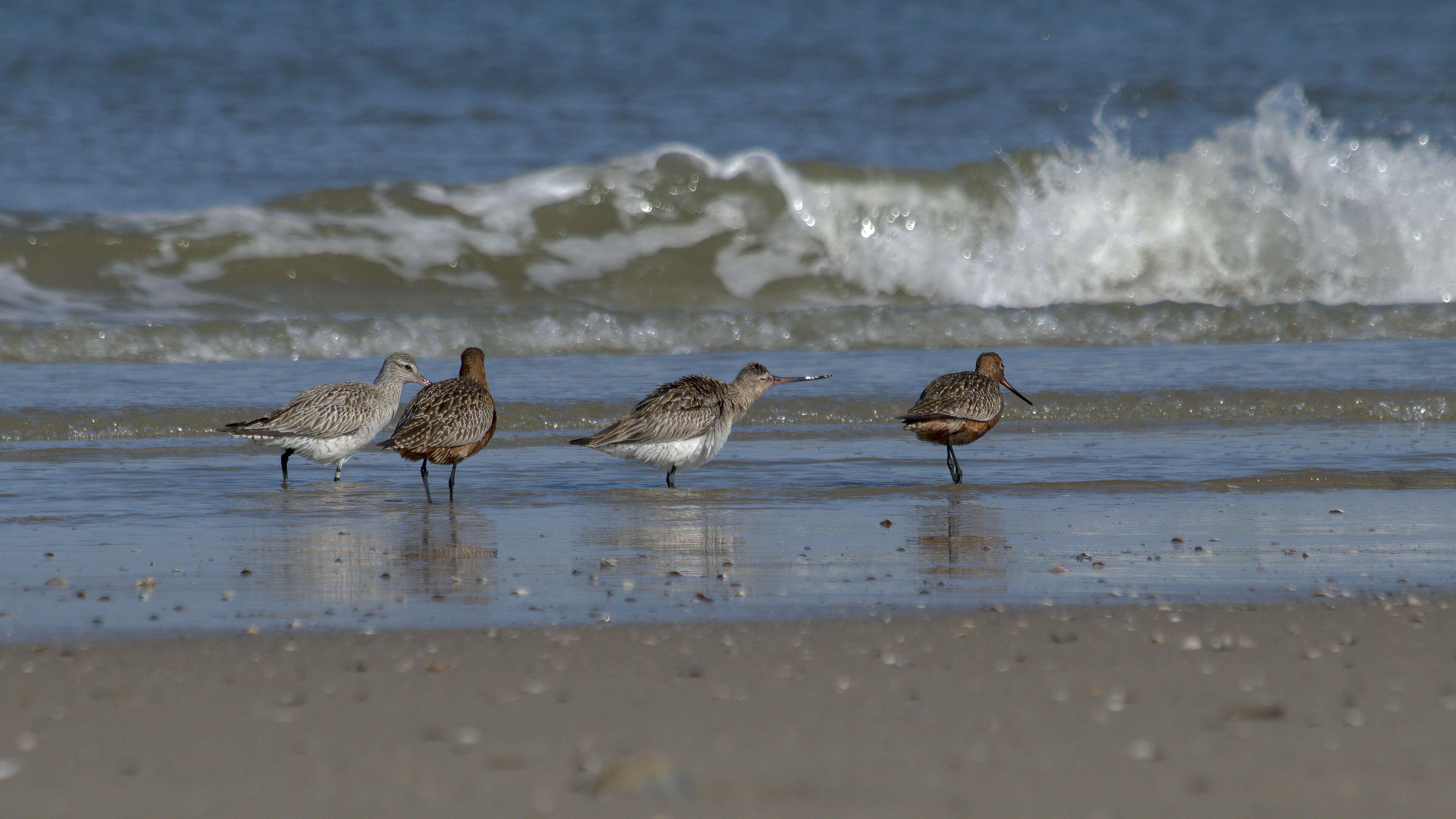 Image of Bar-tailed Godwit