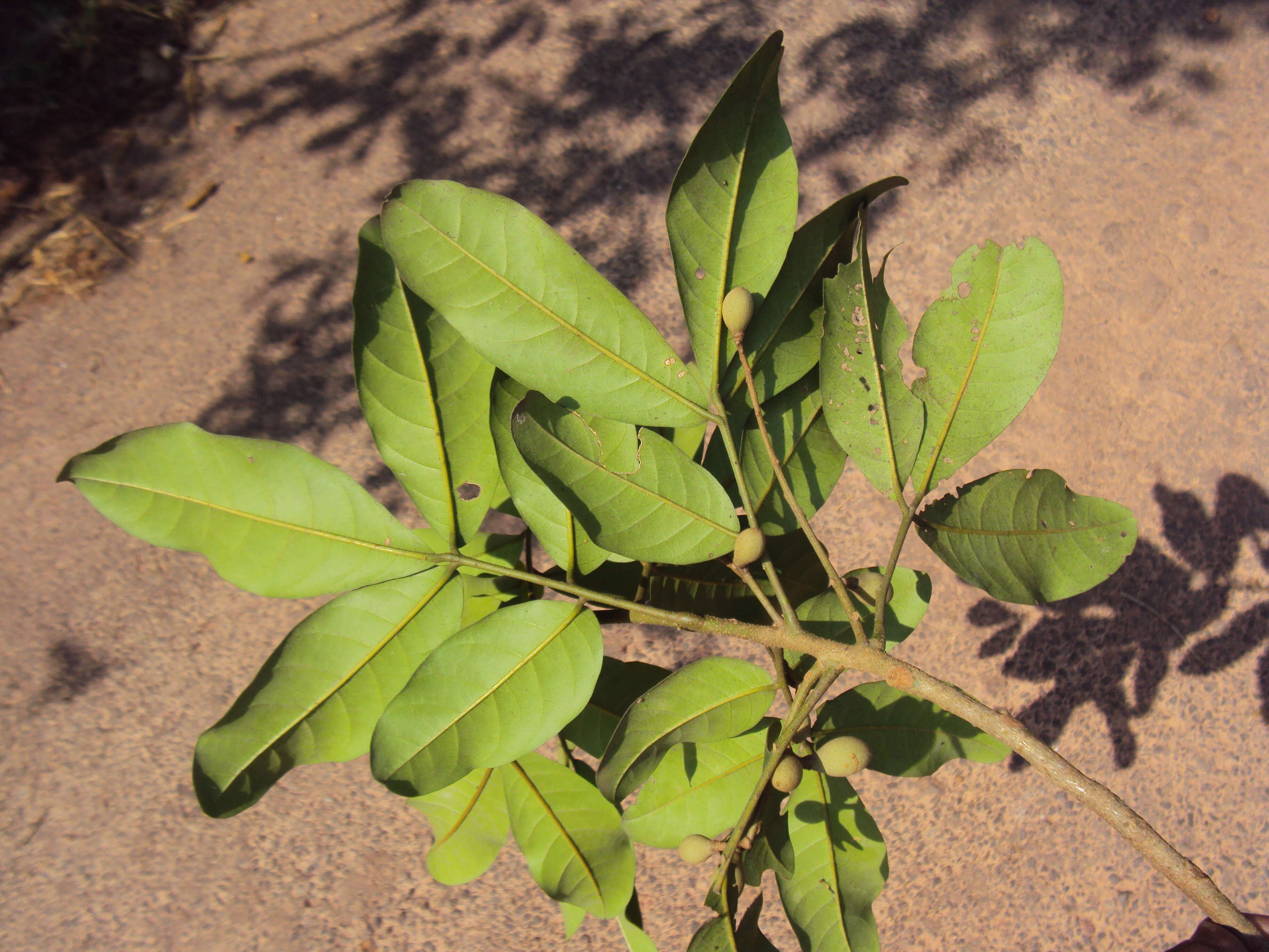 Image de Aglaia elaeagnoidea