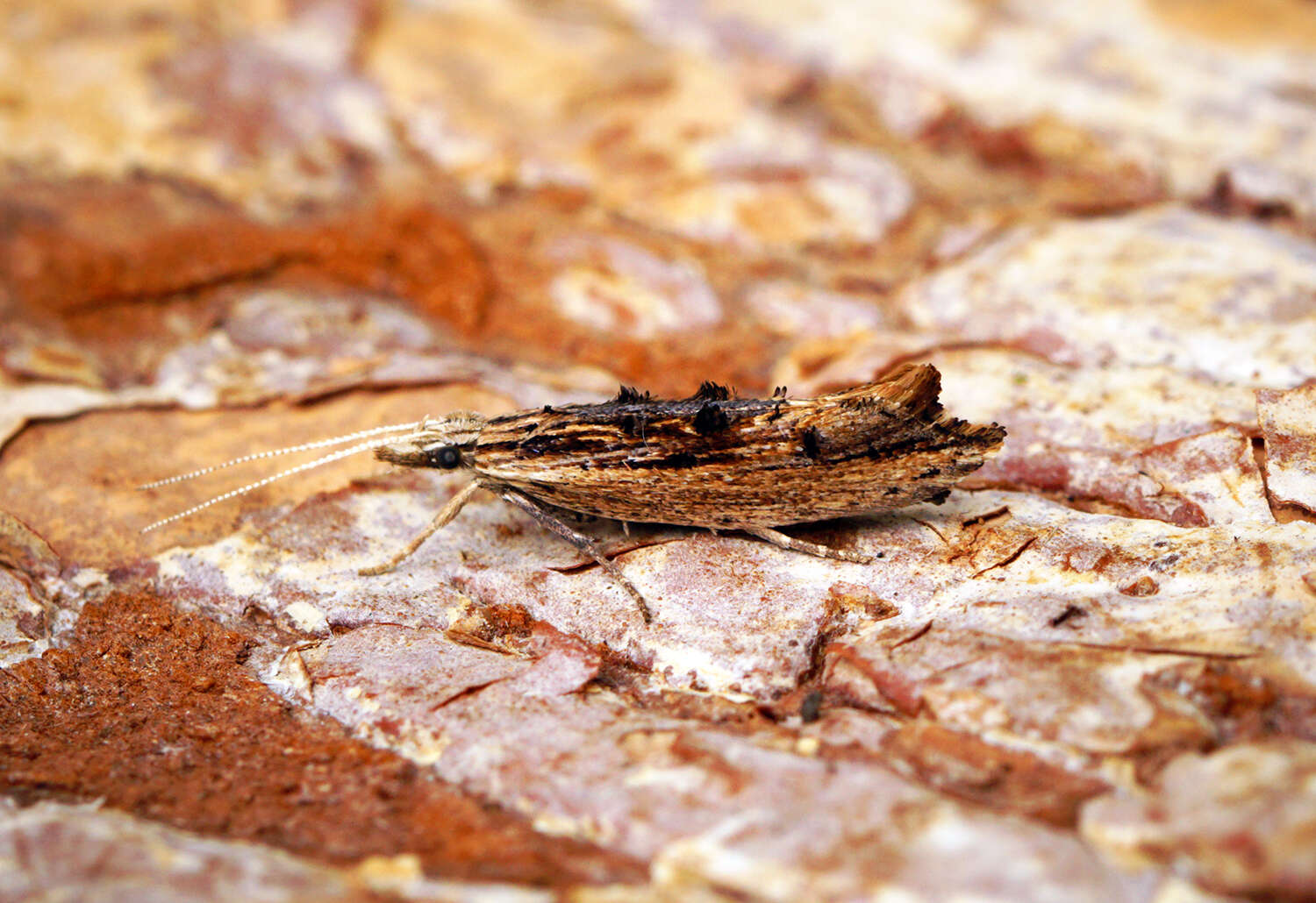 Image of Ypsolopha scabrella